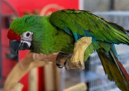 Birds for sale Birds for sale