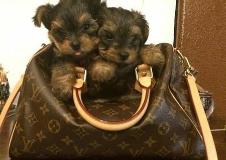 Yorkie puppy with papers Yorkie puppy with papers